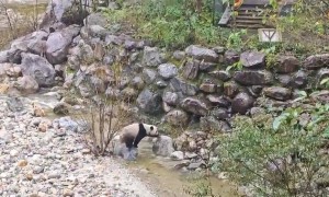 游客在陕西龙吟峡偶遇大熊猫过河，景区：系纯野生秦岭大熊猫，今年首次发现
