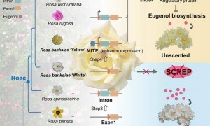 新发现+1！我国科学家揭示植物基因起源新机制
